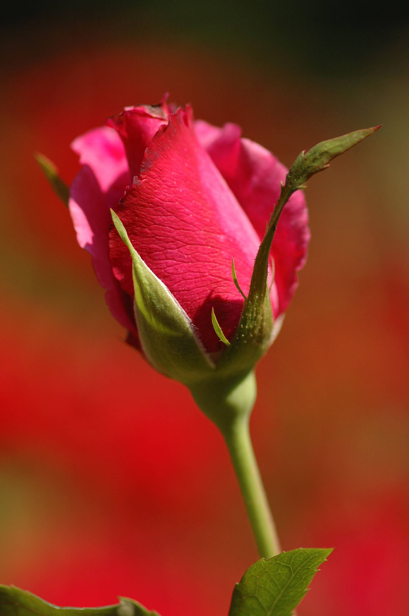 Rose from Duke Gardens